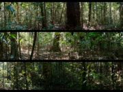 panoramic views of recording sites in high restinga (dry land) forest in Horizonte, Mamirauá. 24-25 Sep 2015