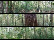 panoramic views of recording sites in high restinga (dry land) forest in Horizonte, Mamirauá. 24 Sep 2015